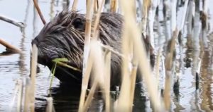 Ağrı Dağı eteklerinde ‘su maymunu’ görüldü: Dünyanın öbür ucundan gelmiş