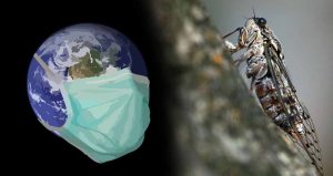 Ağustos böceği gibi yıllarca uyuyan COVID varyantı geri döndü: Cicada nedir?