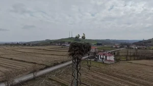 Alaçam’da Leyleklerin Yuva Tercihi