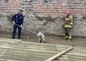 Alaşehir’de Köpek Çukurdan Kurtarıldı