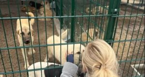 Ankara’da kötü şartlarda tutulan 27 köpek ve 75 kediye el konuldu