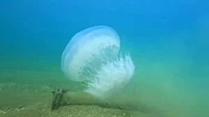 Antalya’da Denizanası Geçişi Kıyılara Ulaştı