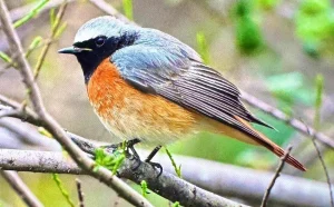 Antalya’da Göçmen Kuşlar Akın Ediyor