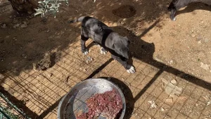 Antalya’da Köpek Kulağı Kesimi Skandalı