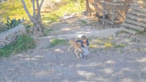 Antalya’da sahipsiz köpek dehşeti: 7 yaşındaki çocuk hastanelik oldu