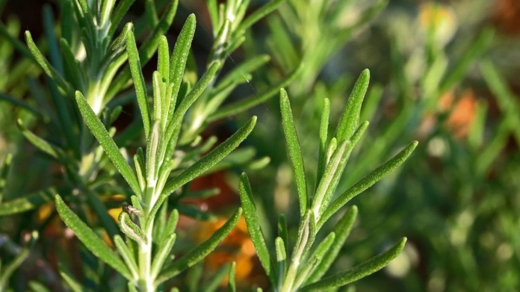 Araştırıldı: Kokusu unutkanlığa iyi gelen bitki