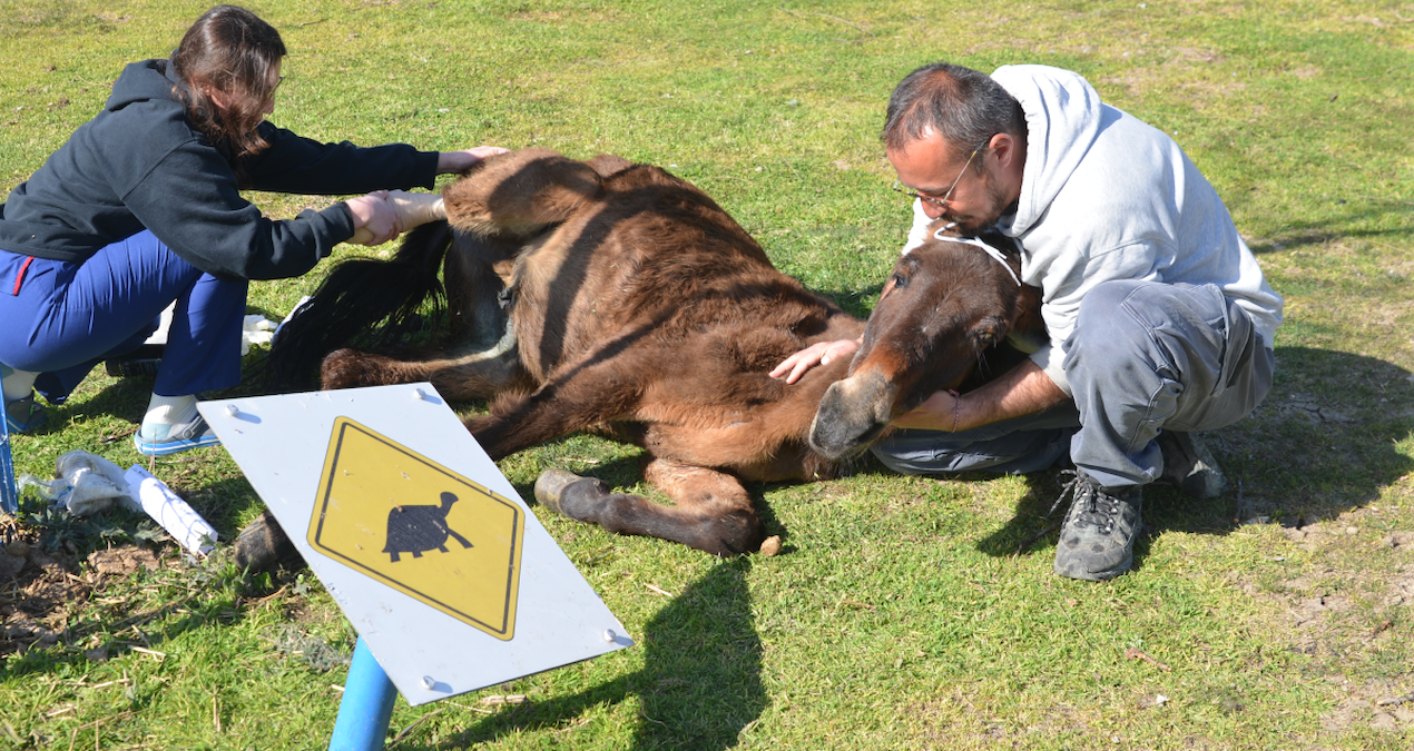 Ayağı kırılan katır, ötenazi düşünülürken son anda yaşama tutundu