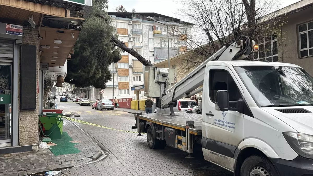 Aydın’da Devren Ağaç, Binaya Zarar Verdi