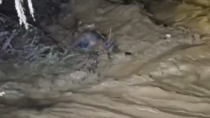 Aydın’da gece yarısı korku dolu anlar: Çaya düşen araçtaki sürücü kurtarıldı