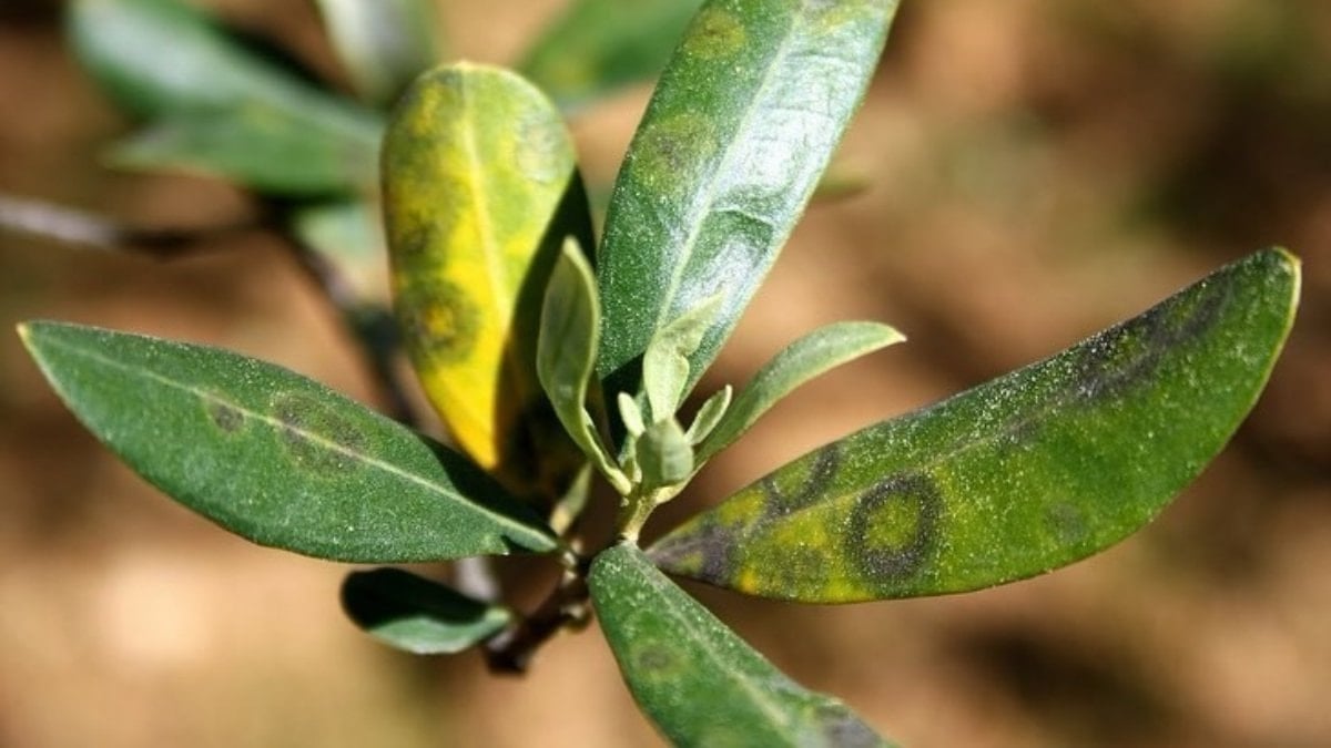 Aydın’da zeytine halkalı leke uyarısı