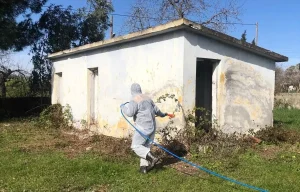 Bafra’da Kahverengi Kokarca Mücadelesi