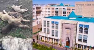 Barınaktaki “katliam” iddialarında yeni gelişme: Mahkeme soruşturmanın önünü açtı