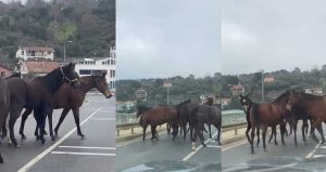 Beykoz’da başıboş atlar trafiği tehlikeye soktu