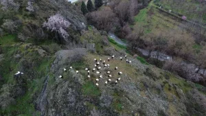 Bilecik’te Leyleklerin Mola Anları