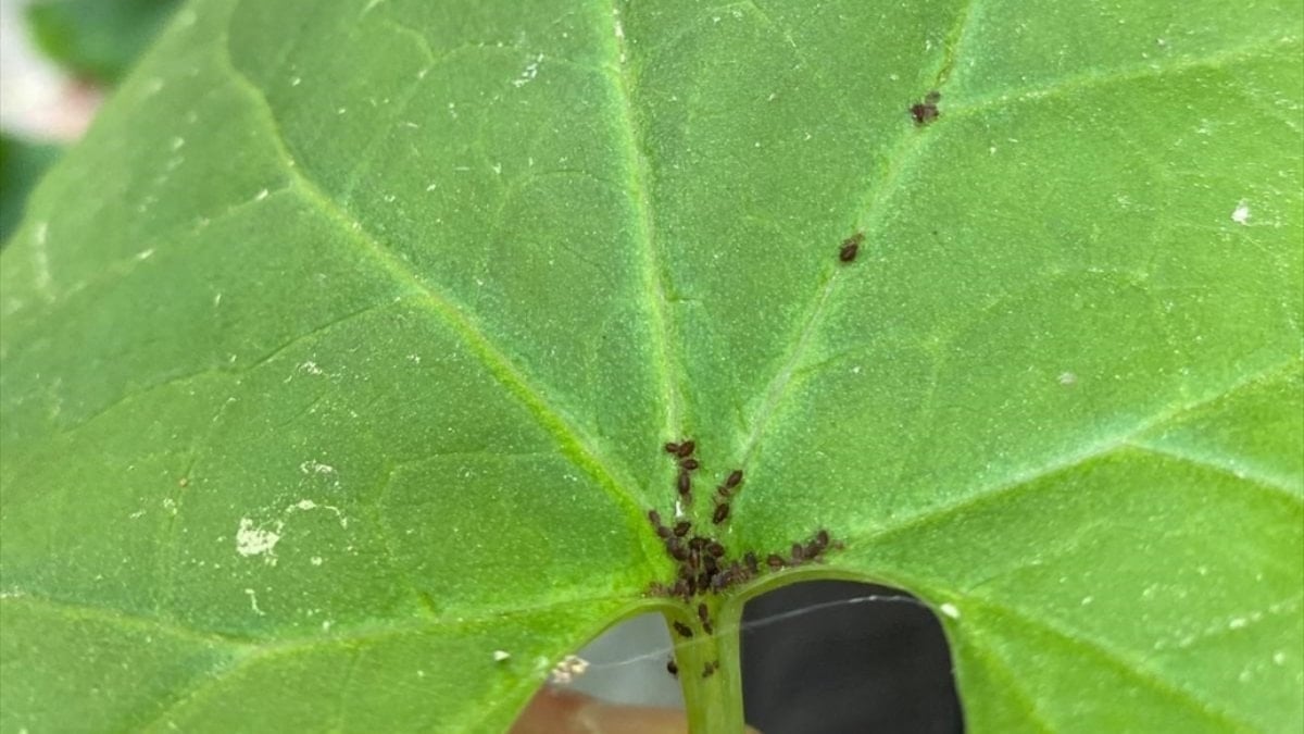 Bilim dünyası Kaz Dağları’ndaki yeni böcek türünü konuşuyor