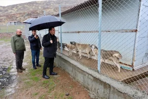 Bitlis’te 1752 Sahipsiz Köpek Kurtarıldı