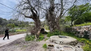 Bodrum’da Dev Çınar Ağaç Koruma Altına Alınıyor