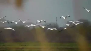 Boğazköy Barajı’nda Pelikanlar Misafir