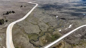 Bolu’da Çiğdem Çiçekleri Açtı