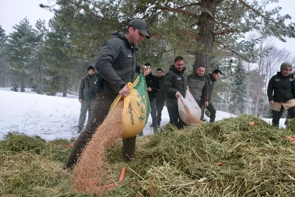 Bolu’da Yaban Hayvanları için Yemleme