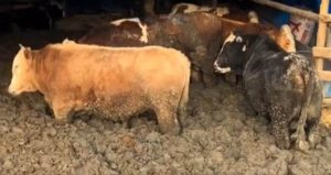 Bu ne vicdansızlık!