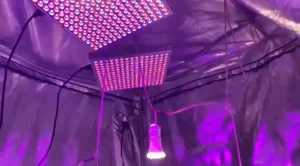 Buharkent’te Kenevir Operasyonu