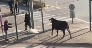 Bursa’da çiftlikten kaçan boğa sürücülere zor anlar yaşattı