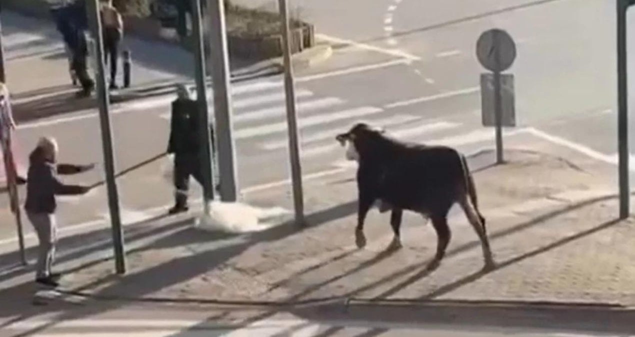 Bursa’da çiftlikten kaçan boğa sürücülere zor anlar yaşattı