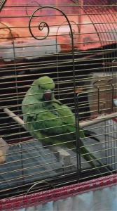 Bursa’da Yasa Dışı Hayvan Ticaretine Baskın