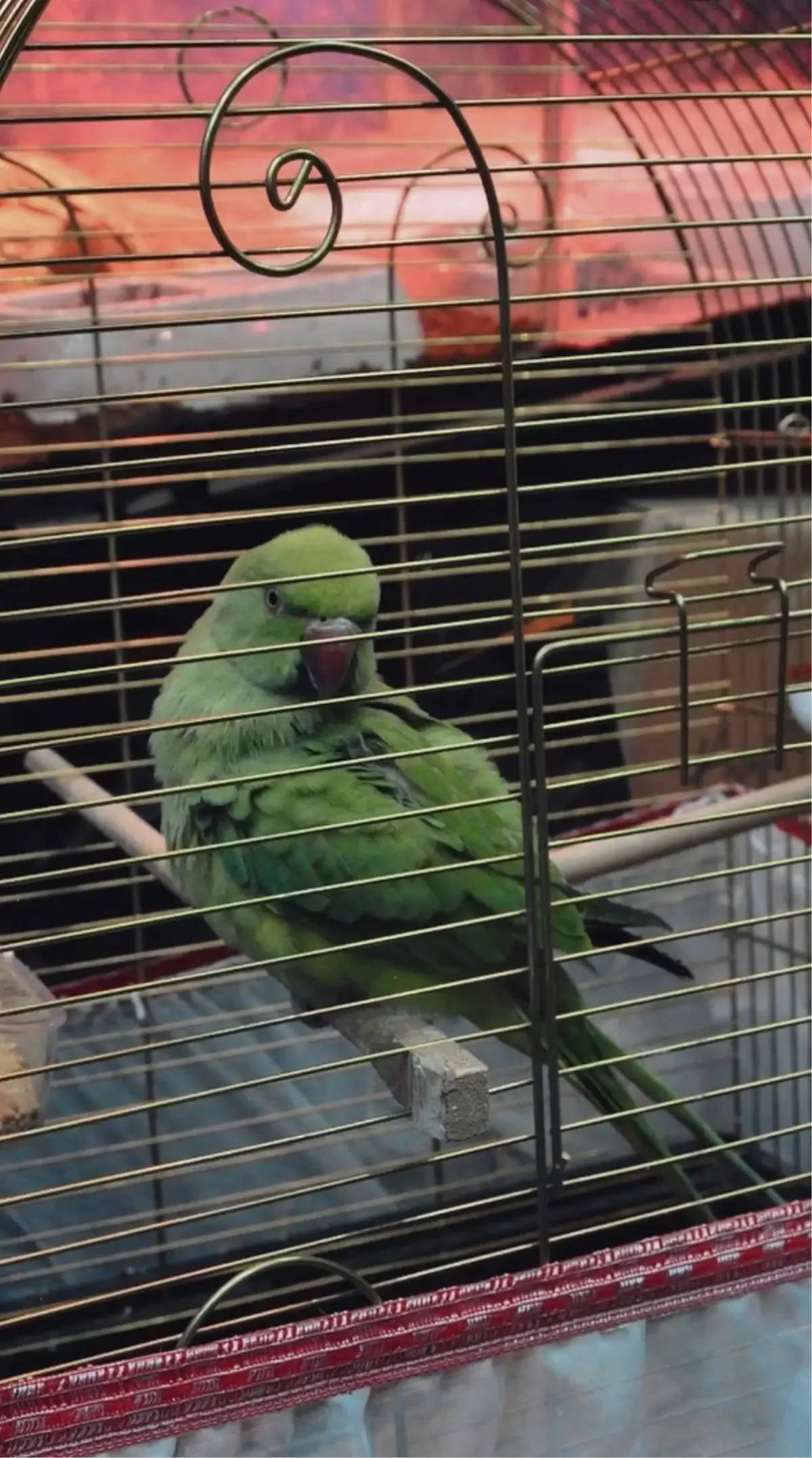 Bursa’da Yasa Dışı Hayvan Ticaretine Baskın