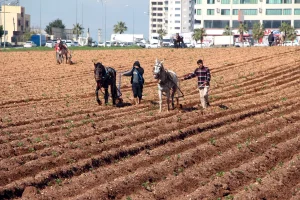 Çiftçi, Patates Tarlasında Geleneksel Yöntemle Çalıştı