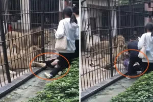 Çin’de dehşet anları: Aslan 10 yaşındaki kızın bacağını yakaladı