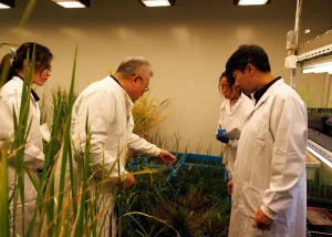 Çin’den Çok Yıllık Çeltik Gelişimi