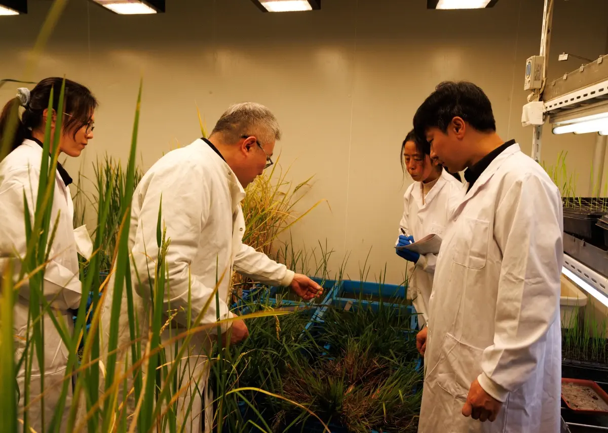 Çin’den Çok Yıllık Çeltik Gelişimi