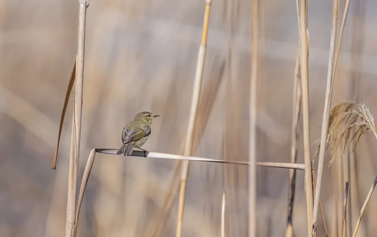 Çıvgın Kuşu Diyarbakır’da Görüntülendi