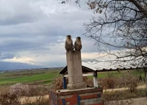 Çivril’de Kaçan Maymun Yakalandı