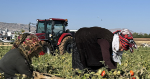 Çöpe gidiyordu, değeri katlandı: Sapı servete dönüştü