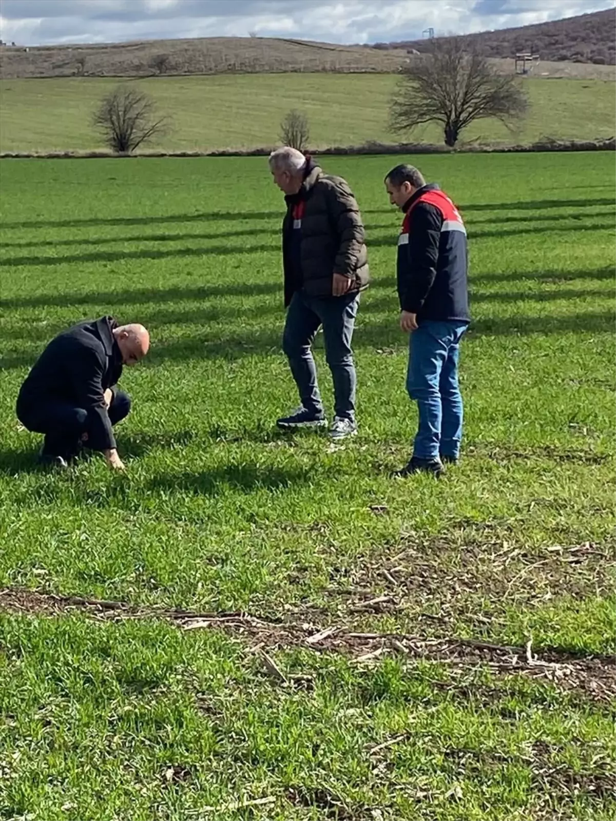 Çorum’da Hububat Alanlarında Kontroller Devam Ediyor