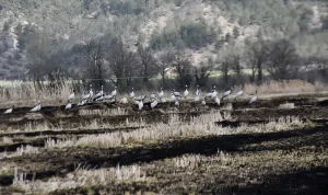 Cuma Ovası’nda Göçmen Turnalar
