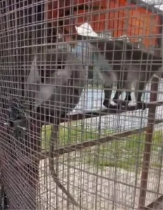 Denizli’de 3 Örümcek Maymunu Koruma Altına Alındı