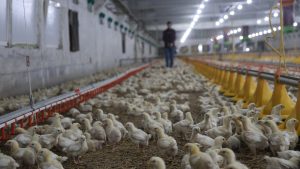 Devlet desteğiyle büyüyen girişim: Elazığlı üretici ikinci çiftliğini kurdu