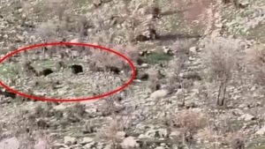 Diyarbakır’da koyun sürüsüne domuz saldırısı