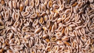 “Doğal Ozempic” diyorlar: Tok tutan karnıyarık otu nasıl kullanılır