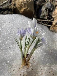 Doğanşehir’de Çiğdem Çiçekleri Açtı