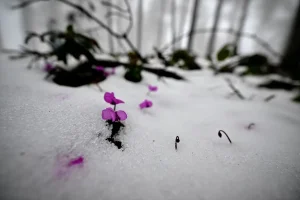 Düzce’nin Yüksek Kesimlerinde Kar Yağışı