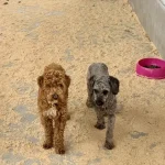 Edirne’de 88 Köpek Sahiplendirildi