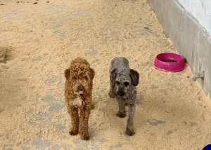 Edirne’de 88 Köpek Sahiplendirildi