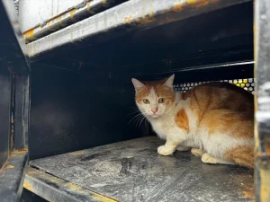 Elazığ’da Yaralı Kedi Tedavi Altına Alındı