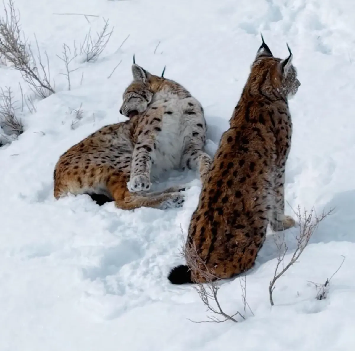 Erzincan’da Vaşak Ailesi Görüntülendi