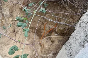 Fidan dikmek için bahçeye indi, toprağı eşeleyince dehşetle karşılaştı